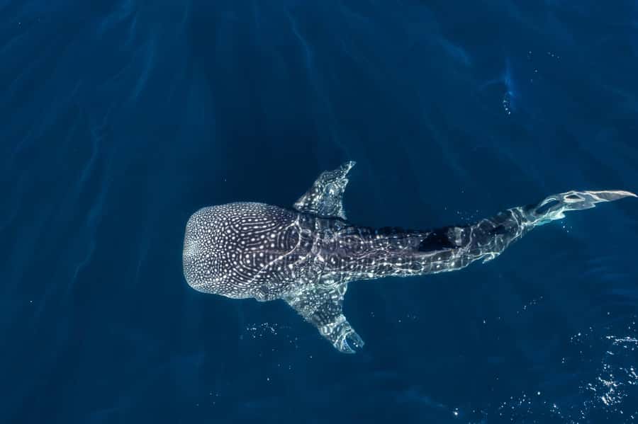 Muscat: Daymaniat Islands Snorkeling Tour with Refreshments - Key things that make this Muscat snorkel tour work