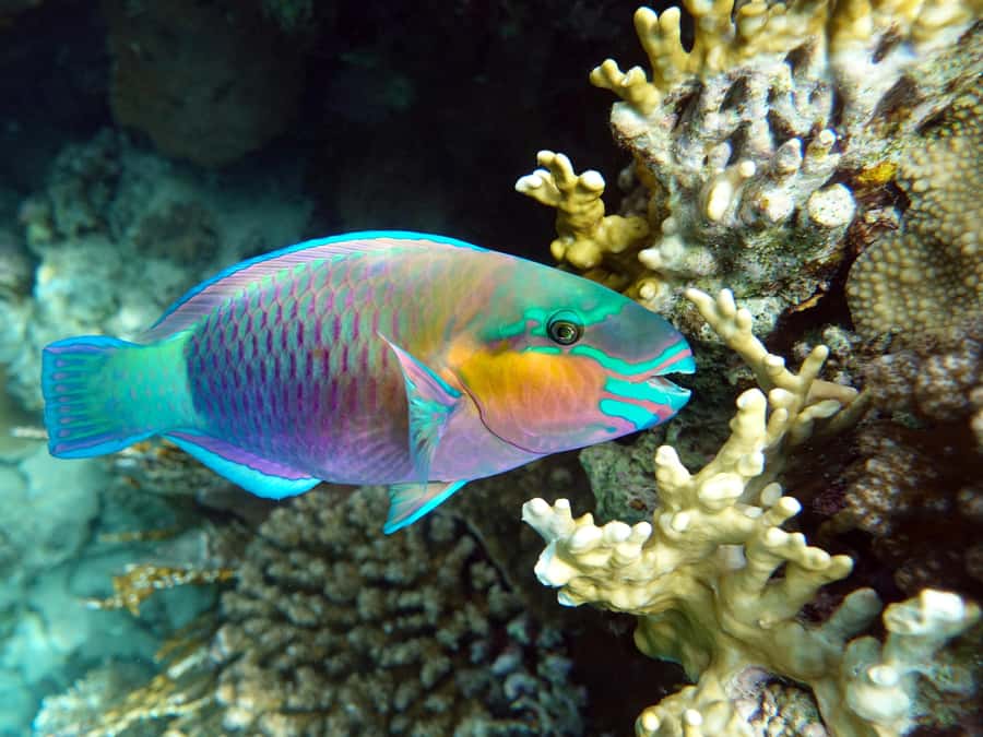 Muscat: Daymaniat Islands Snorkeling Tour with Refreshments - Who should book this tour, and who should think twice