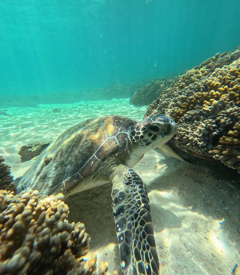 Muscat: Daymaniat Islands Snorkeling Tour with Refreshments - What you’ll see underwater: turtles, rays, sharks, and seasonal whale sharks