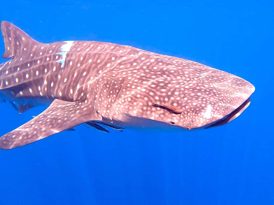 Muscat: Daymaniat Islands Snorkeling Tour with Refreshments - Wildlife-friendly rules you’ll actually follow in the water