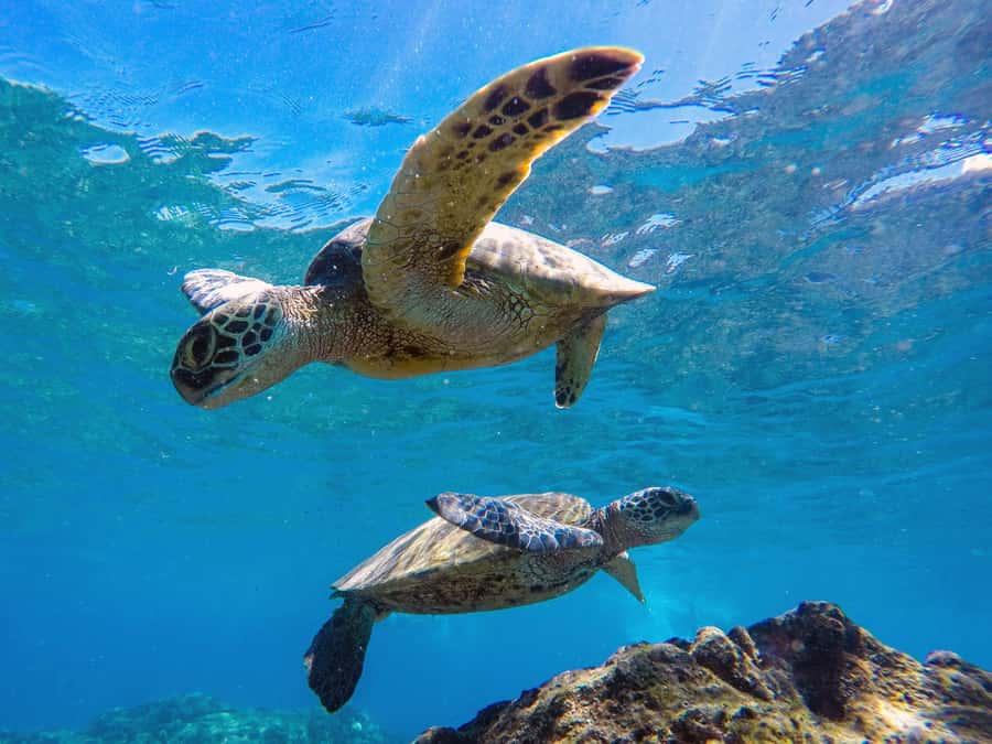 Muscat: Daymaniat Islands Snorkeling Tour with Refreshments - Food and drinks that keep the day from feeling rushed (or hangry)