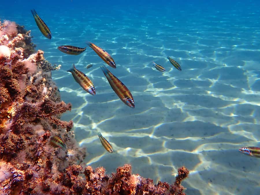 Muscat: Daymaniat Islands Snorkeling Tour with Refreshments - Price and value: is $72 fair for a protected reserve day?