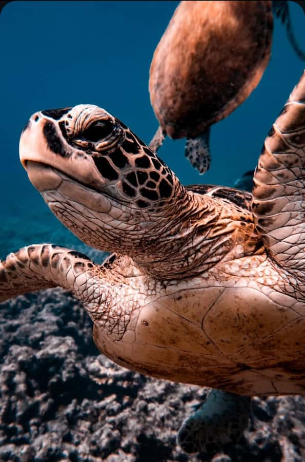 Muscat: Daymaniat Islands Snorkeling Tour with Refreshments - Seeb Port start: the 8:30 departure and fast ride out to the reserve