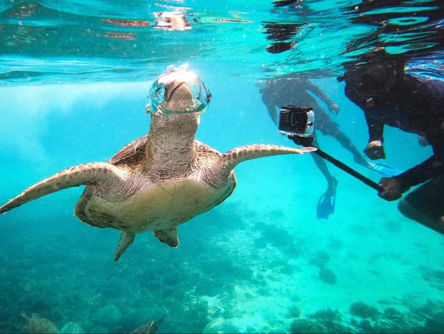 Muscat: Daymaniat Islands Snorkeling Trip with Brunch - Key Things You’ll Notice on the Daymaniyat Trip