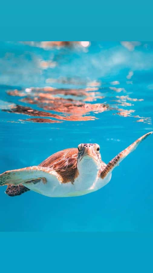 Muscat: Daymaniat Islands Snorkeling Trip with Brunch - Daymaniyat Snorkeling: what you’re really paying for