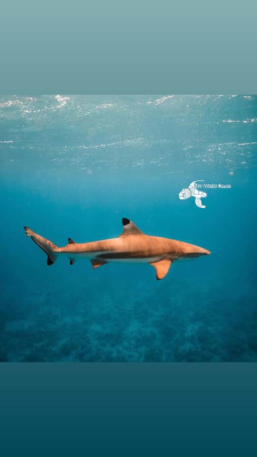 Muscat: Daymaniat Islands Snorkeling Trip with Brunch - What to bring (and what the boat won’t provide)