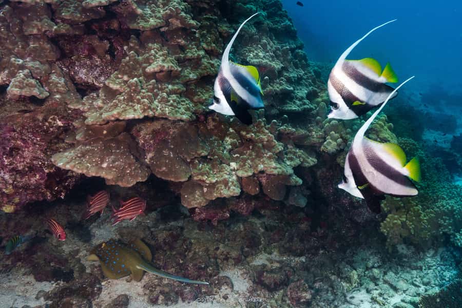 Muscat: Daymaniyat Islands Snorkeling Trip with BBQ Lunch - Key things to know before you go