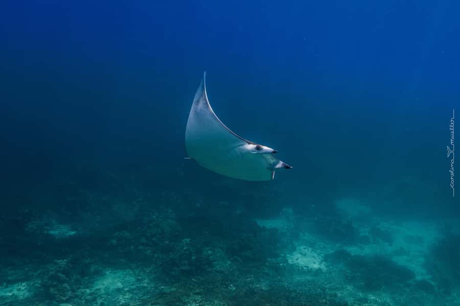 Muscat: Daymaniyat Islands Snorkeling Trip with BBQ Lunch - Price and value for $70: what you’re really paying for