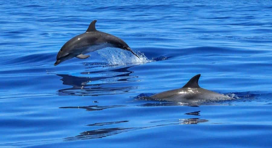Muscat: Dolphin Watch & Snorkel Excursion - Key points worth knowing before you go