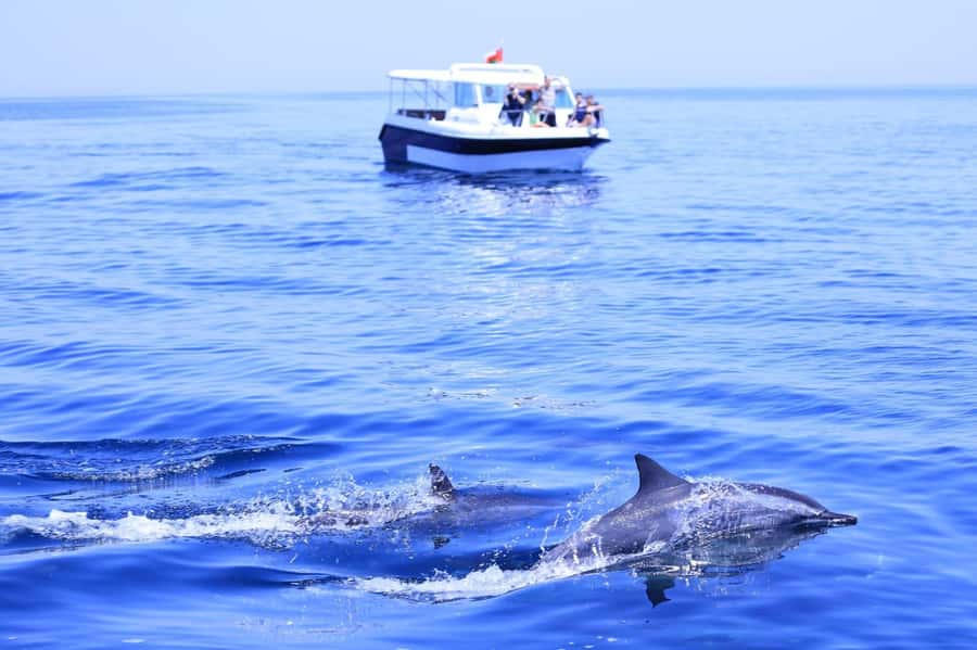 Muscat: Dolphin Watch & Snorkel Excursion - Dolphin Watch and Snorkel in Muscat: the quick-win combo that actually works