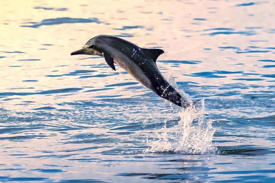 Muscat: Dolphin Watch & Snorkel Excursion - Morning logistics: Marina Bandar Al Rowdha, van time, and the 09:30 reporting
