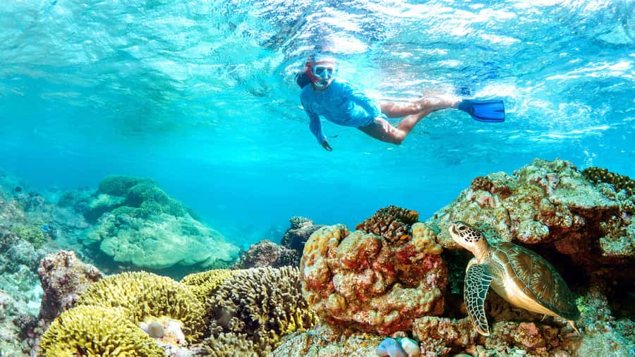 Muscat: Dolphin Watching and Snorkeling Tour - Key things that make this tour work