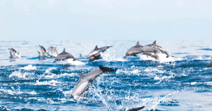Muscat: Dolphin Watching and Snorkeling Tour - Dolphin and snorkeling magic, timed for a short Muscat day