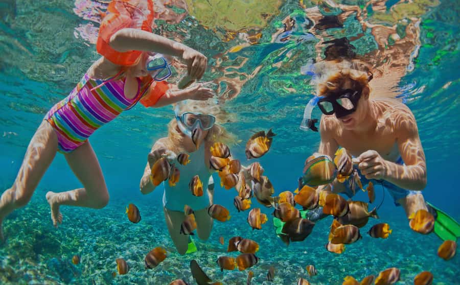 Muscat: Dolphin Watching and Snorkeling Tour - Dolphin watching with the captain: species you may spot