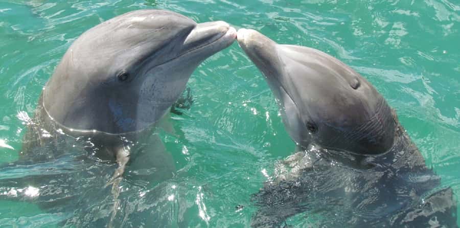 Muscat: Dolphin Watching and Snorkeling Tour - Comfort, safety, and the windy-days reality check