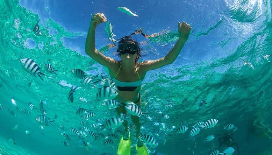 Muscat: Dolphin Watching and Snorkeling Tour - Price and value: what $90 covers in Muscat