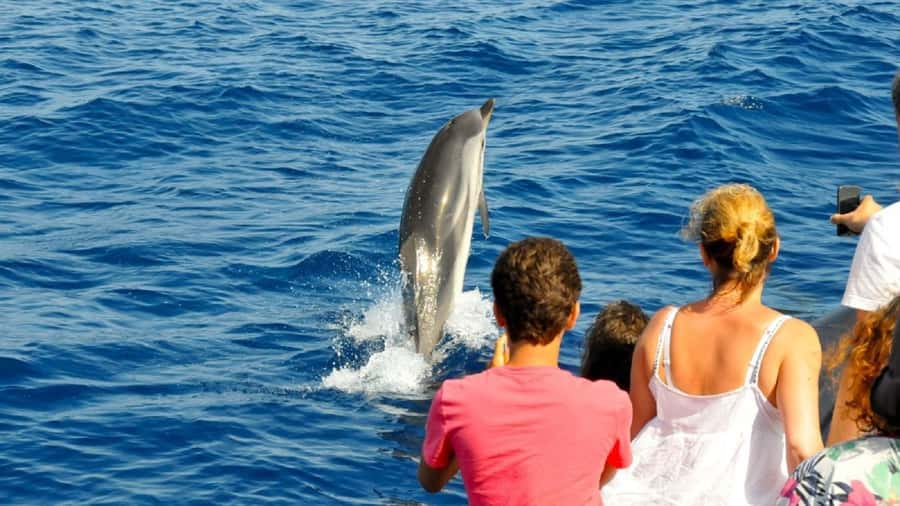 Muscat: Dolphin Watching and Snorkeling Tour - Should you book this Muscat dolphin and snorkeling tour?