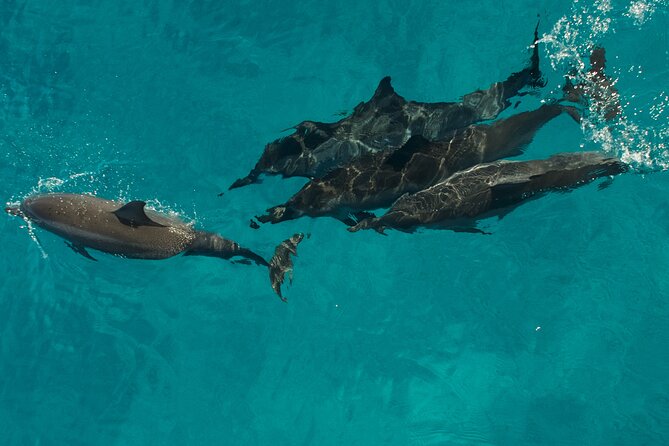 Na Pali Coast Half-Day Raft and Snorkel Adventure - Food and drinks: included fuel for a long half-day on the water