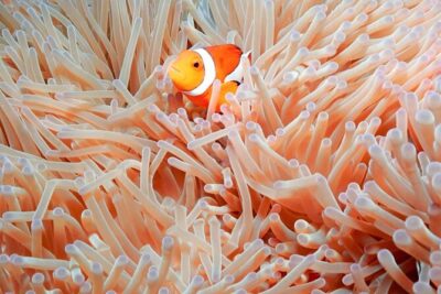 Naha: Full-Day Snorkeling Experience in the Kerama Islands, Okinawa - Getting There: 8:00am Start and a Full 9-Hour Day