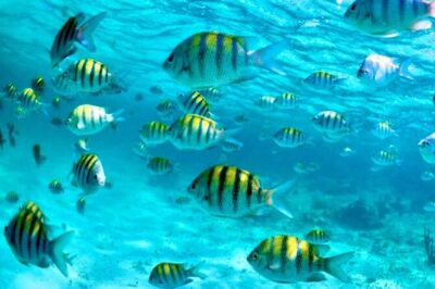 Nassau: 3 islands Pigs,Turtles,Snorkel & Beach Club with lunch - Stop 1: Pearl Island Coral Reefs and Your First Snorkel Window