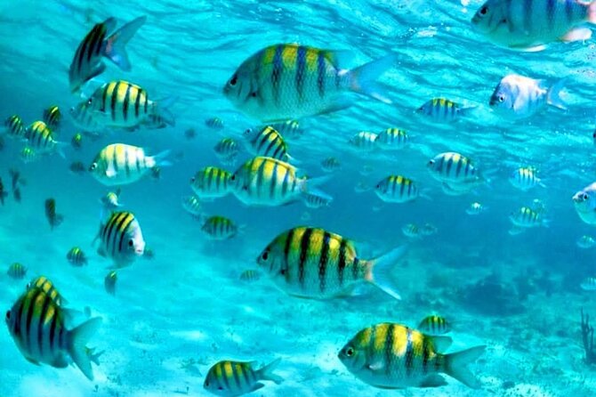 Nassau: 3 islands Pigs,Turtles,Snorkel & Beach Club with lunch - Stop 1: Pearl Island Coral Reefs and Your First Snorkel Window