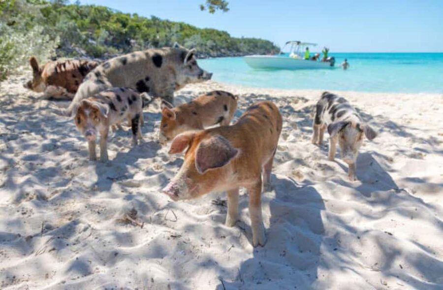 Nassau: 3 Islands Tour, Snorkel, Pig Beach, Turtles & Lunch - Who This Tour Fits Best (and Who Should Skip It)
