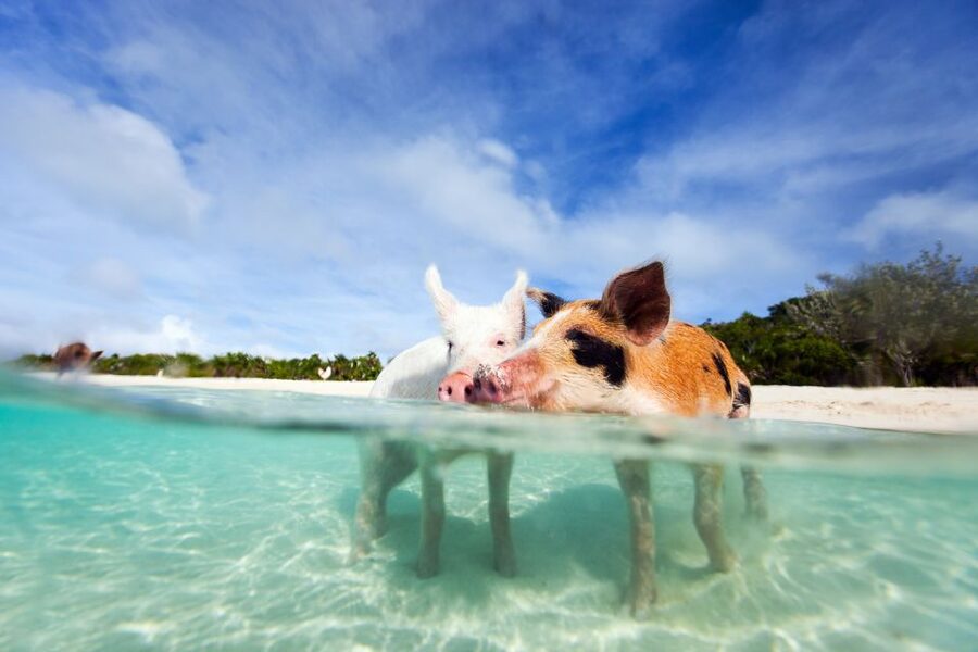 Nassau: 3 Islands Tour, Snorkel, Pig Beach, Turtles & Lunch - Green Cay Turtle Viewing: Short, Focused, and Worth It