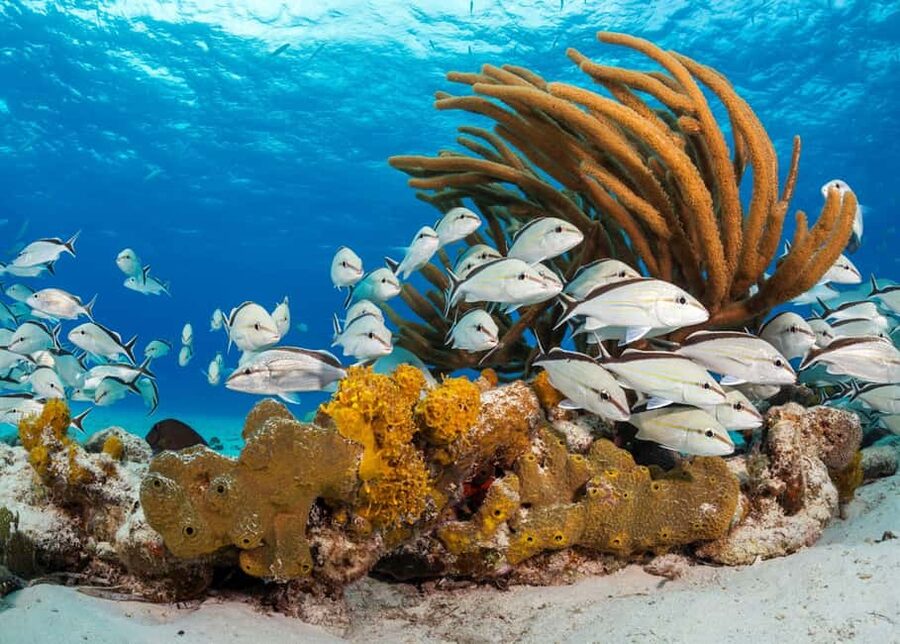 Nassau: 3 Islands Tour, Snorkel, Pig Beach, Turtles & Lunch - Food and Drinks: The BBQ Lunch Reality Check