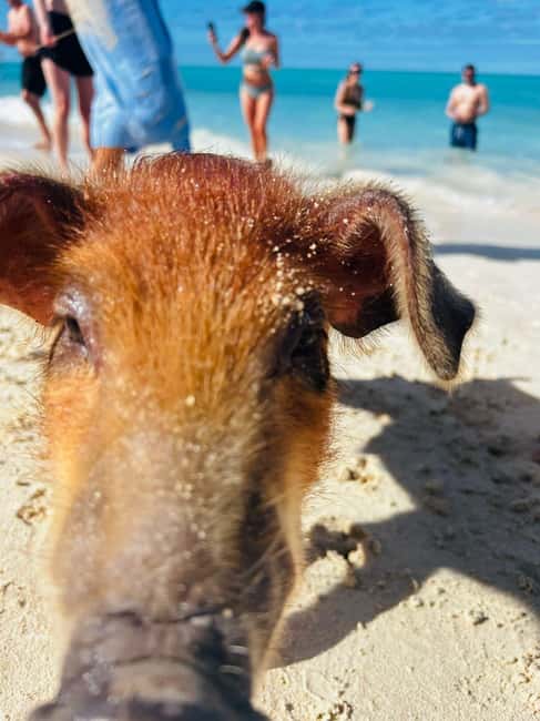 Nassau: 3 Islands Tour, Snorkel, Pig Beach, Turtles & Lunch - Price vs. Value: What $136 Buys in Real Island Time