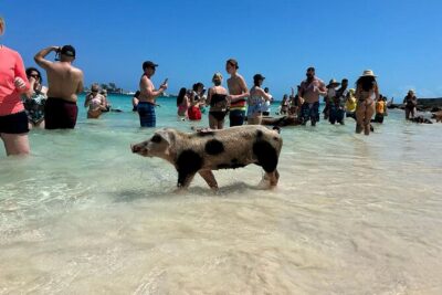 Nassau 3-stops: Snorkeling, Swimming Pigs, Turtles & Lunch - Morning logistics: Montagu Beach at 9:30 a.m.