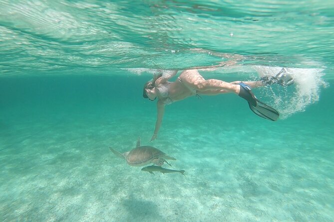 Nassau 3-stops: Snorkeling, Swimming Pigs, Turtles & Lunch - The middle act: Pig Beach, food cups, and realistic expectations