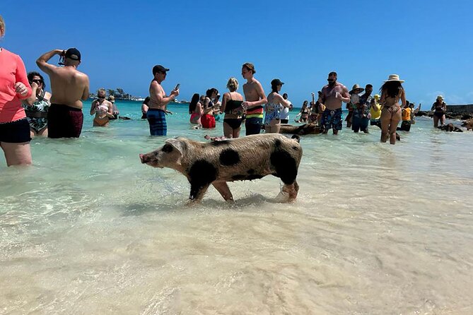 Nassau 3-stops: Snorkeling, Swimming Pigs, Turtles & Lunch - Morning logistics: Montagu Beach at 9:30 a.m.