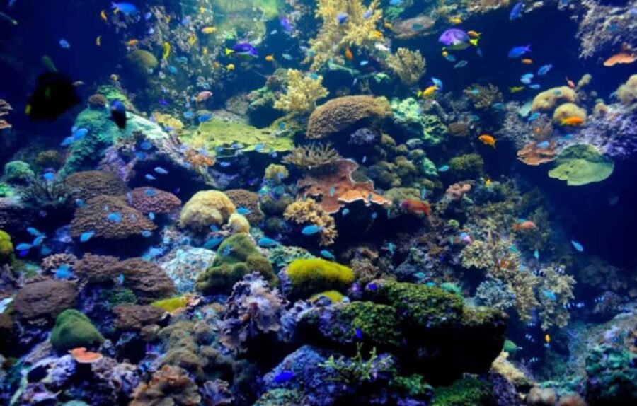 Nassau: Catamaran Sail and Snorkel Tour - Key things to know before you go