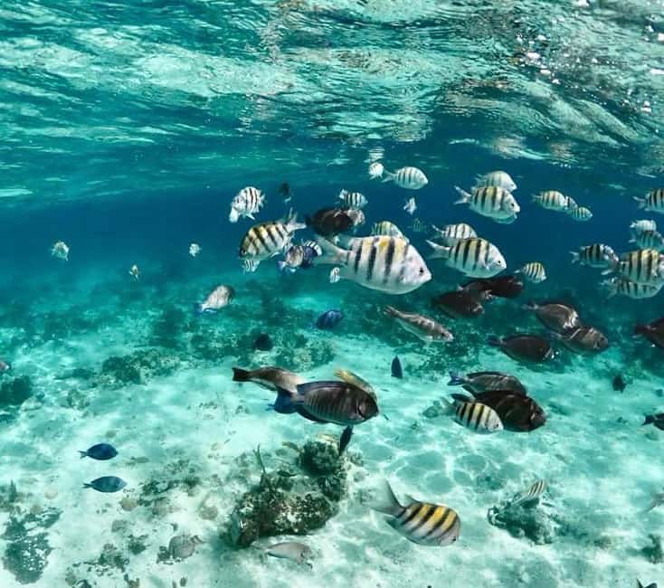 Nassau: Reef Snorkeling, Turtles, Lunch & Private Beach Club - Price and value: is $128 per person worth it?