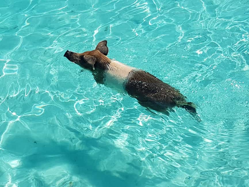 Nassau: Rose Island Swimming Pigs & Turtles Snorkeling Tour - Swimming pigs on Rose Island: the part most people book for
