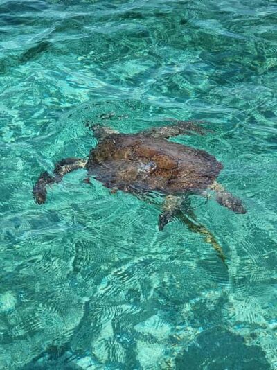 Nassau: Rose Island Swimming Pigs & Turtles Snorkeling Tour - Green Cay turtle viewing: what to expect from the sanctuary stop