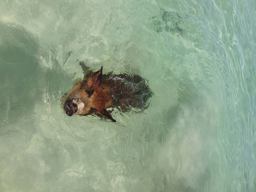 Nassau: Rose Island Swimming Pigs & Turtles Snorkeling Tour - Rose Island and Sandy Cay: Gilligan’s Island beach time that actually feels fun
