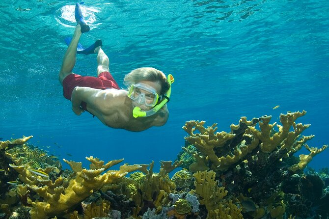 Nassau Shore Excursion: Bahamas Snorkel Adventure - Key Takeaways Before You Go