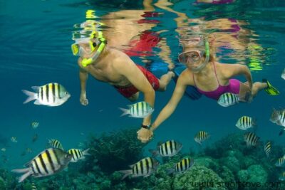 Nassau Shore Excursion: Bahamas Snorkel Adventure - Shark Encounter: Swim or Watch, and Why Timing Can Feel Short