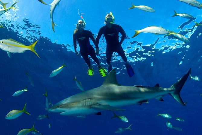 Nassau Shore Excursion: Bahamas Snorkel Adventure - Should You Book the Nassau Bahamas Snorkel Adventure?
