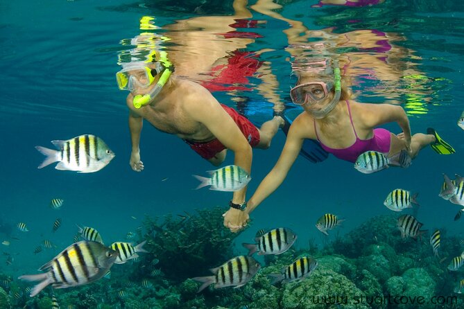 Nassau Shore Excursion: Bahamas Snorkel Adventure - Shark Encounter: Swim or Watch, and Why Timing Can Feel Short