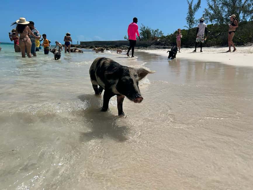 Nassau: Snorkeling, Pig Beach, Swim with Turtles, and Lunch - Catamaran comfort: why this feels calmer than speedboat tours
