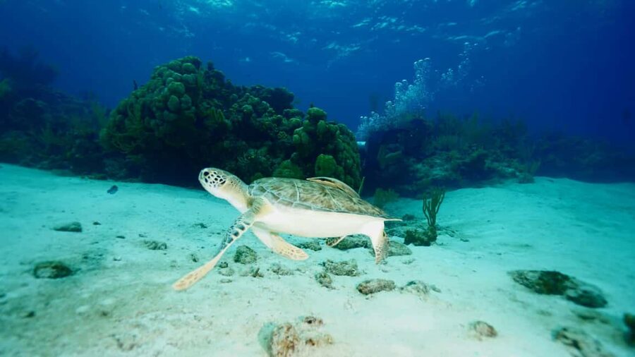 Nassau: Snorkeling, Pig Beach, Swim with Turtles, and Lunch - Rose Island Pig Beach: what the interaction is really like
