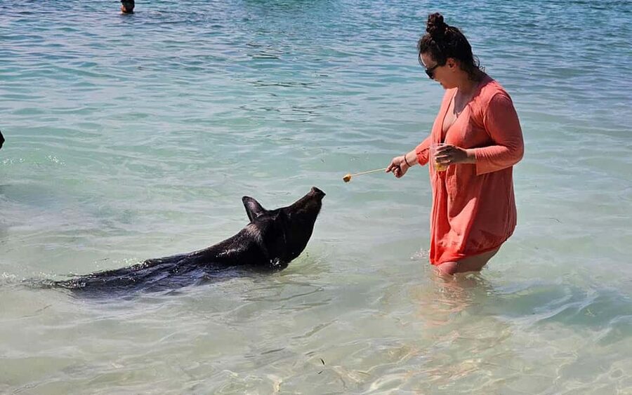 Nassau: Snorkeling, Pig Beach, Swim with Turtles, and Lunch - How Montagu Beach check-in actually works