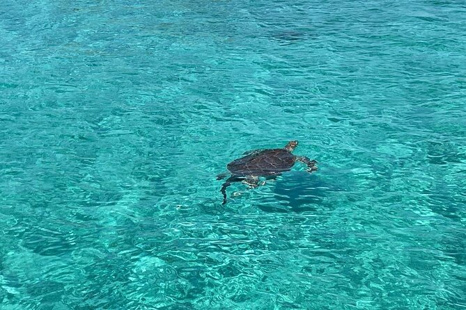 Nassau: Swimming Pigs And Snorkel With Turtles - Key Things That Make This Nassau Boat Tour Worth Your Time