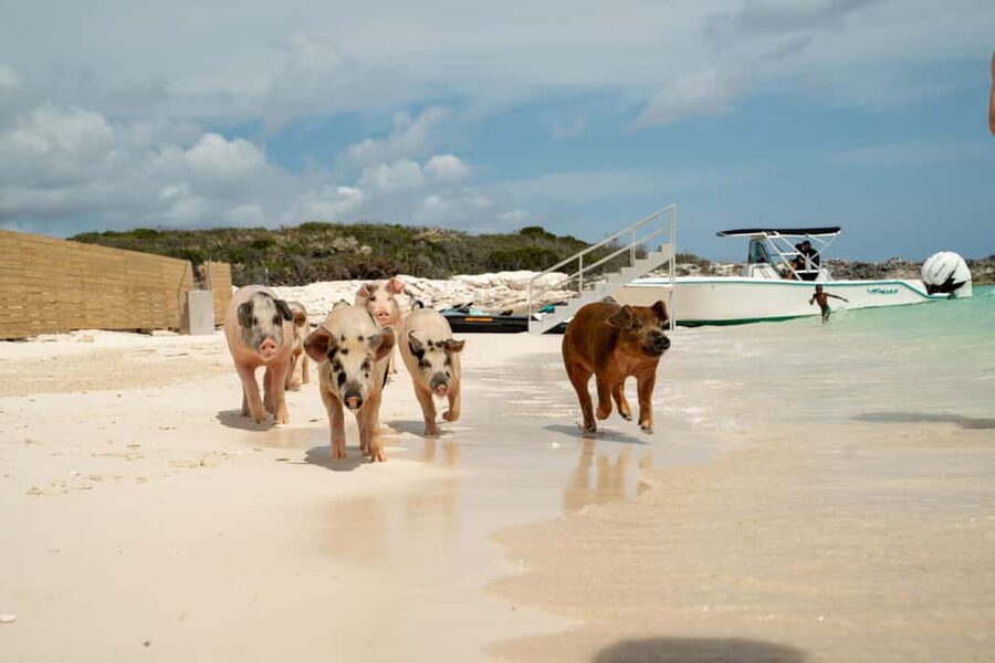 Nassau: Swimming Pigs, Snorkeling, Lunch, & Beach Boat Tour - The private beach island break: lunch, hammocks, and active fun