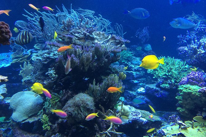 National Park Snorkeling Excursion - Who should book this snorkeling excursion—and who should skip it