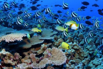 Negril Glass Bottom Boat Tour Snorkeling and Booby Cay - The glass-bottom boat ride: you’re already sightseeing