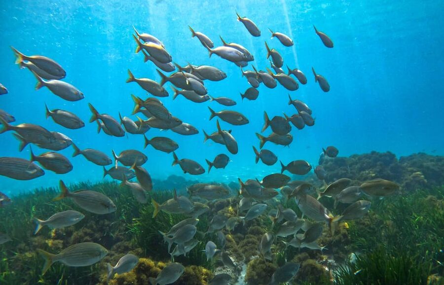Nerja-Maro: Snorkeling & Sea Scooter Speedboat Trip - Practical tips for an easier trip (so you enjoy the water)