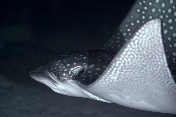 Night Snorkeling - Night Snorkeling at Temae Beach: Why Going After Dark Works